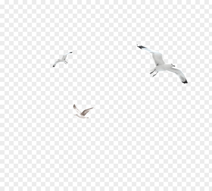 White Gull Bird Black And Angle PNG