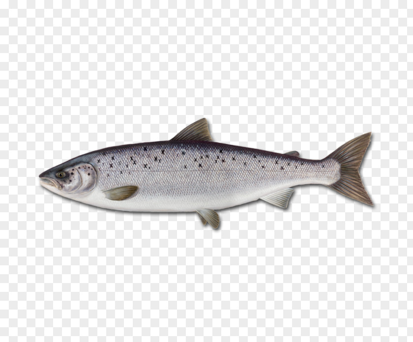 Bifrost Atlantic Salmon Sushi Fish Yellowfin Tuna PNG