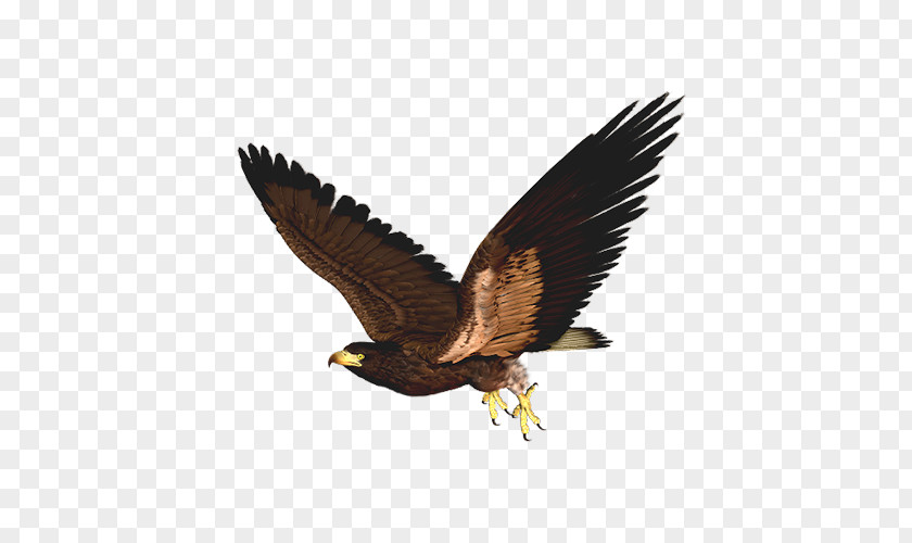 Brown Eagle Bird Of Prey Hawk Clip Art PNG