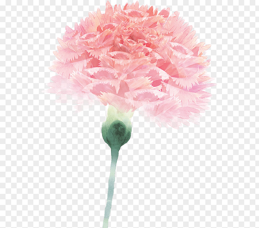 Desktop Carnation Flower Floral Design Image PNG