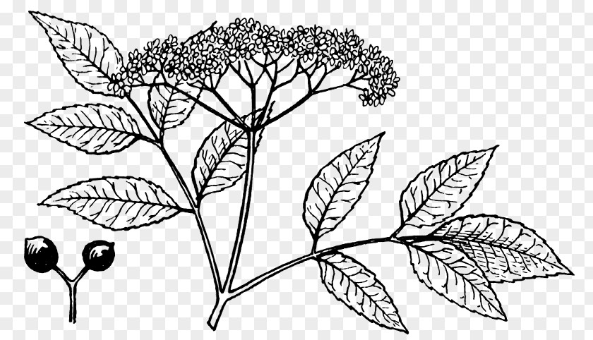 Elderberries Drawing Elderberry Clip Art PNG