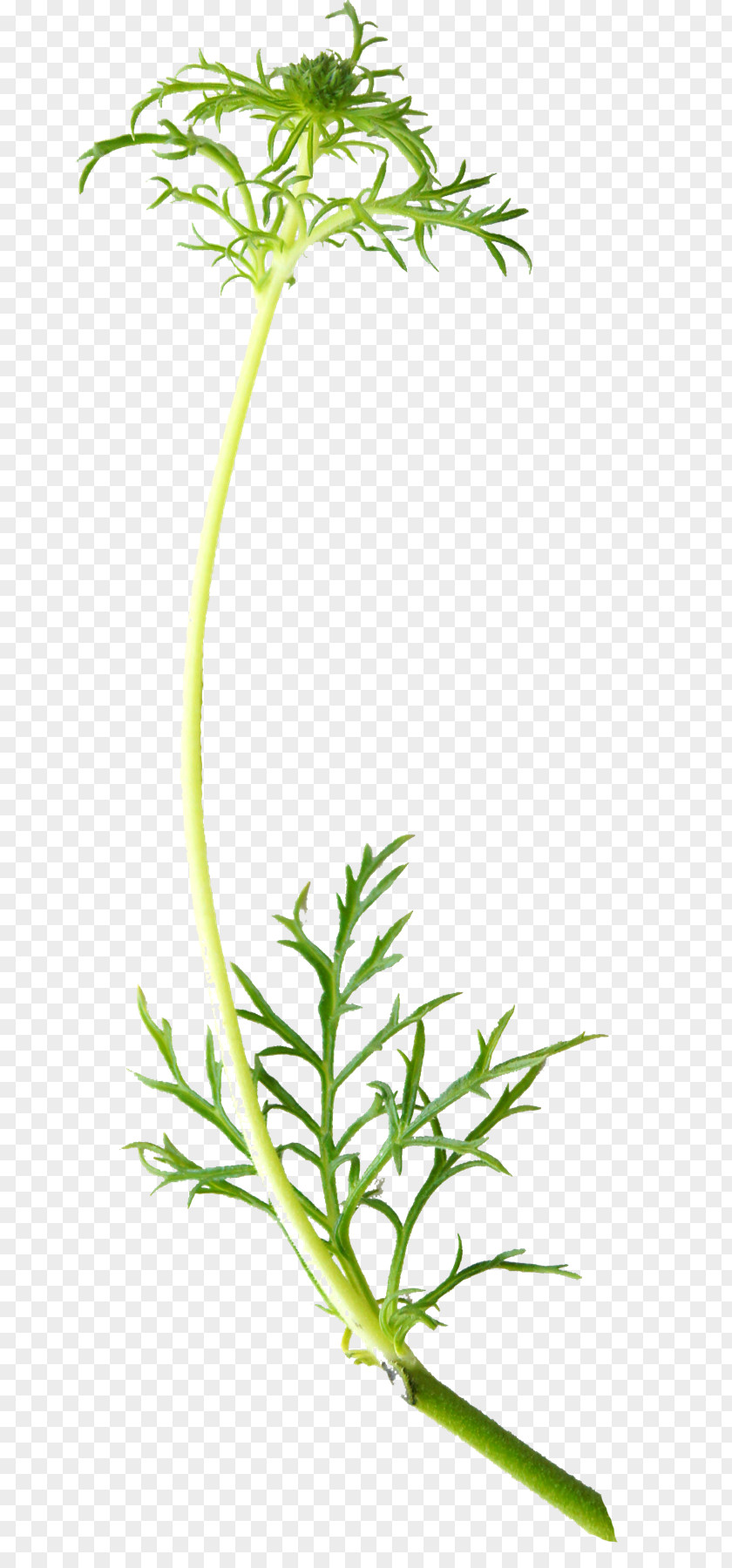 Flower Plant Stem Blomsterbutikk Leaf Vegetable PNG