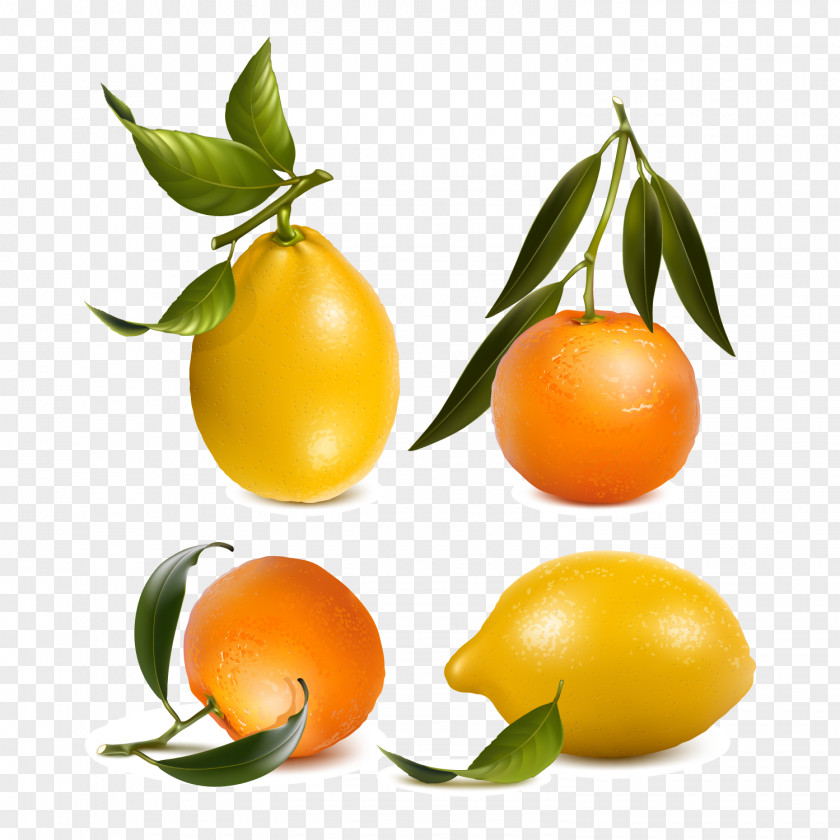Fresh Orange And Lemon Vector Material Juice Mandarin Tangerine PNG