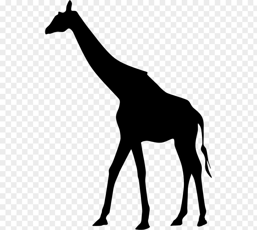 Giraffe West African Silhouette PNG