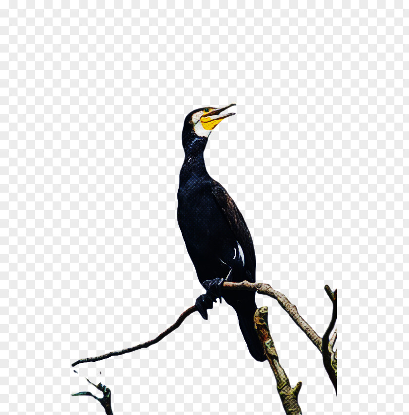 Hornbill Coraciiformes Beak PNG