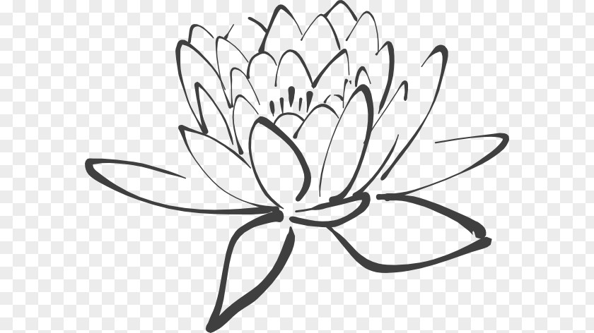 Lotus Outline Nelumbo Nucifera White Black Clip Art PNG