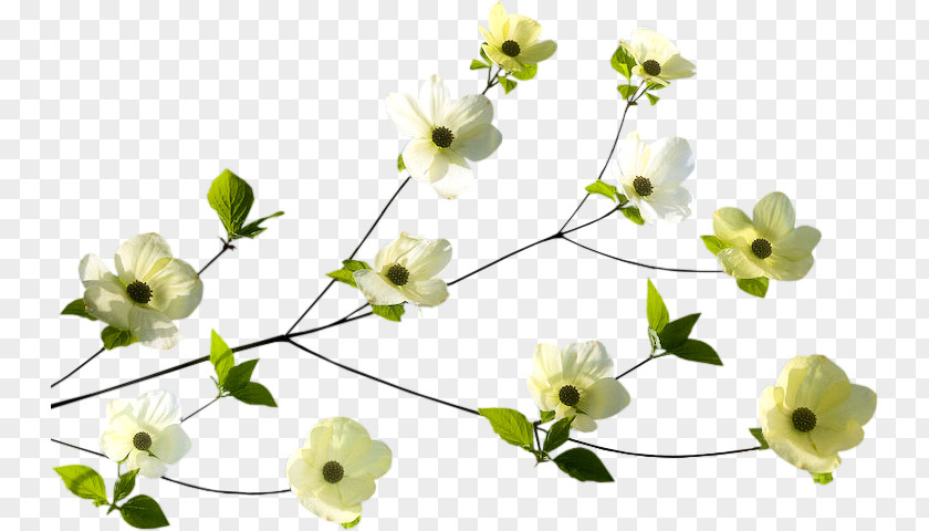 Painting Floral Design Drawing Illustrator PNG