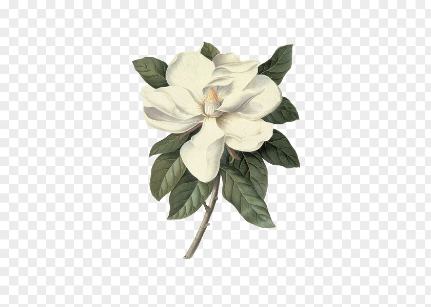Peony Victoria And Albert Museum Southern Magnolia Botanical Illustration Botany Painting PNG
