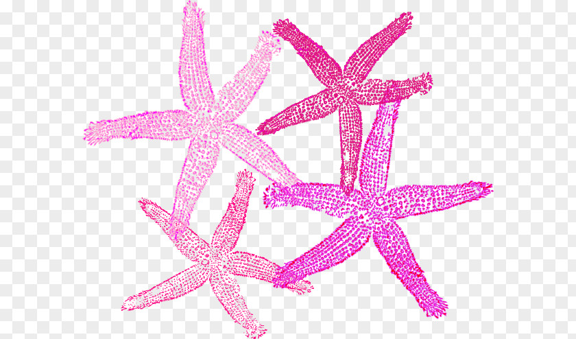 Pink Starfish Royalty-free Clip Art PNG