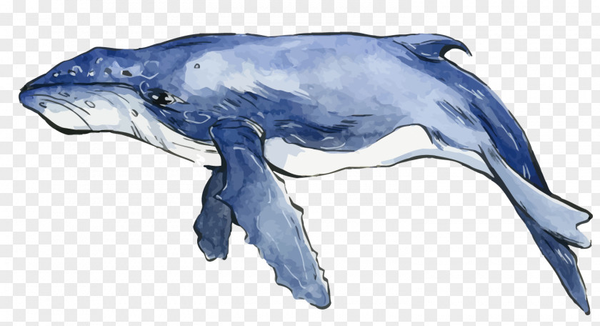 Vector Blue Watercolor Whale Dolphin Painting PNG
