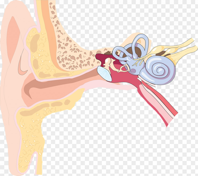 Ear Outer Inner Hearing Loss Anatomy PNG