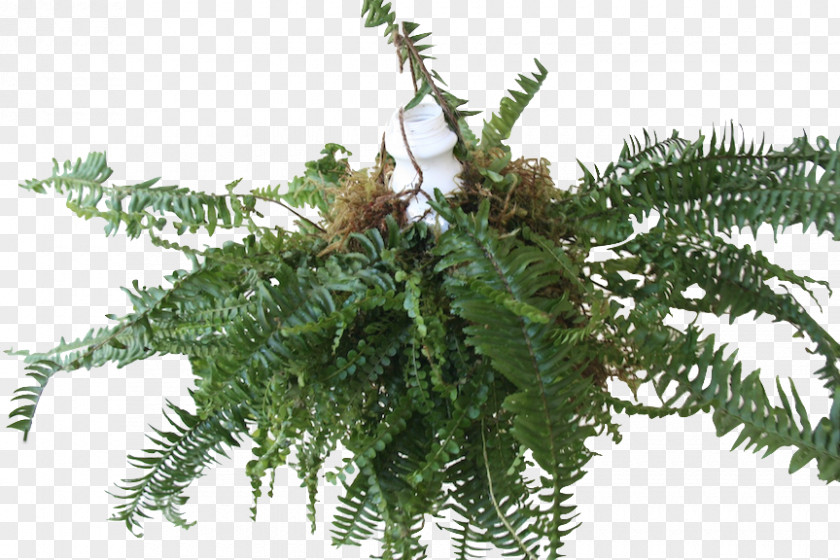 Fern Angiopteris Evecta Vascular Plant Botany PNG