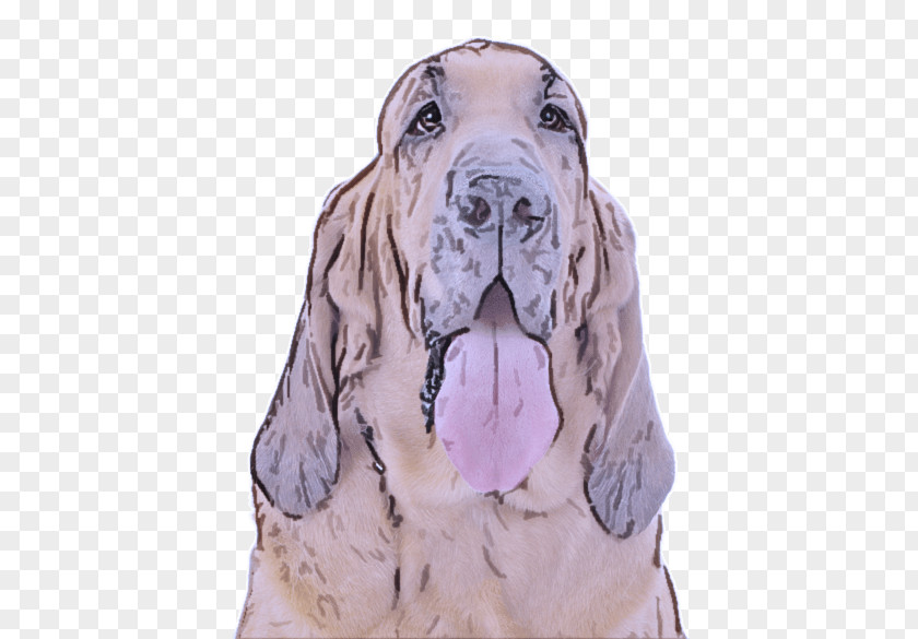 Great Dane Giant Dog Breed Bloodhound Basset Hound PNG