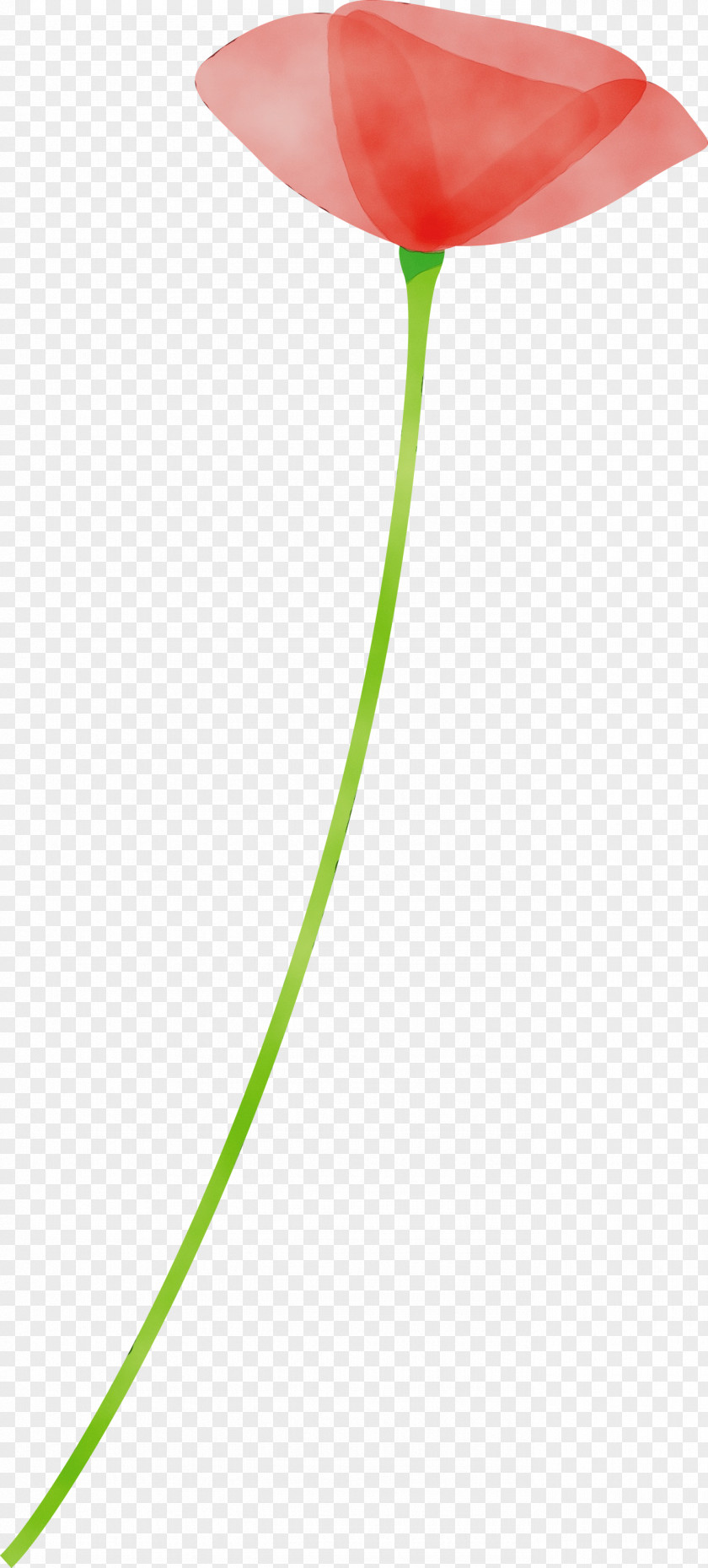 Green Plant Leaf Flower Stem PNG