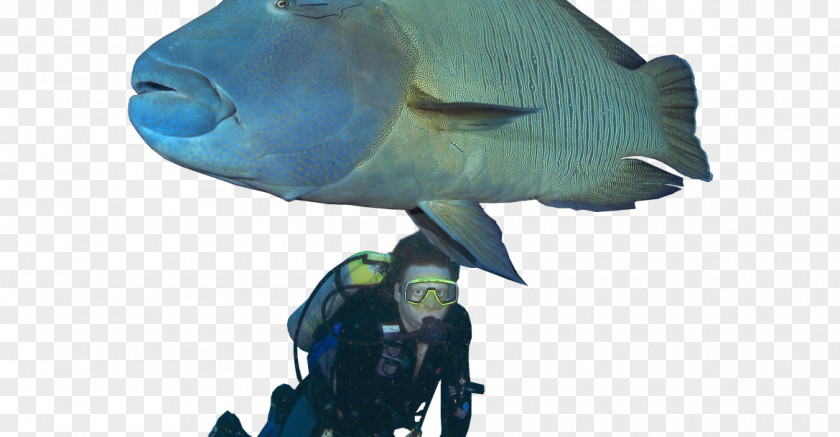 Humphead Wrasse Green Parrotfish Scuttling Of SMS Cormoran PNG