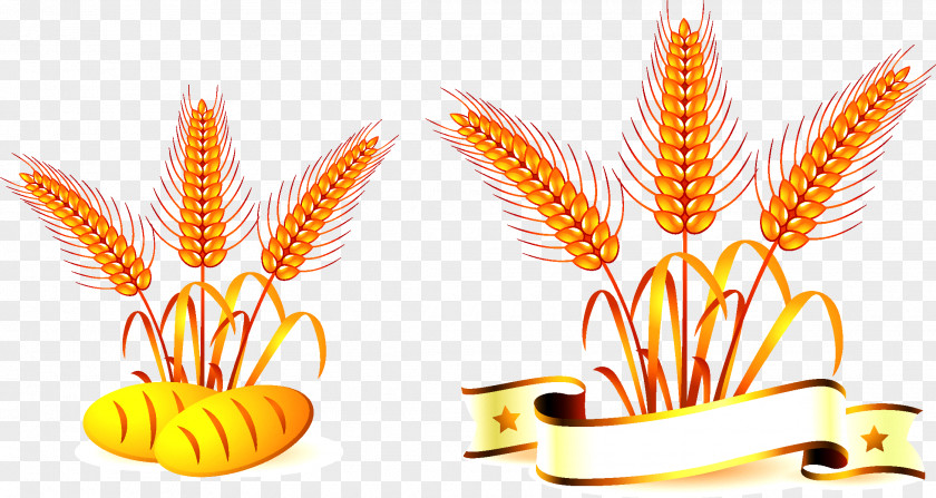 Wheat Common Oat Food PNG