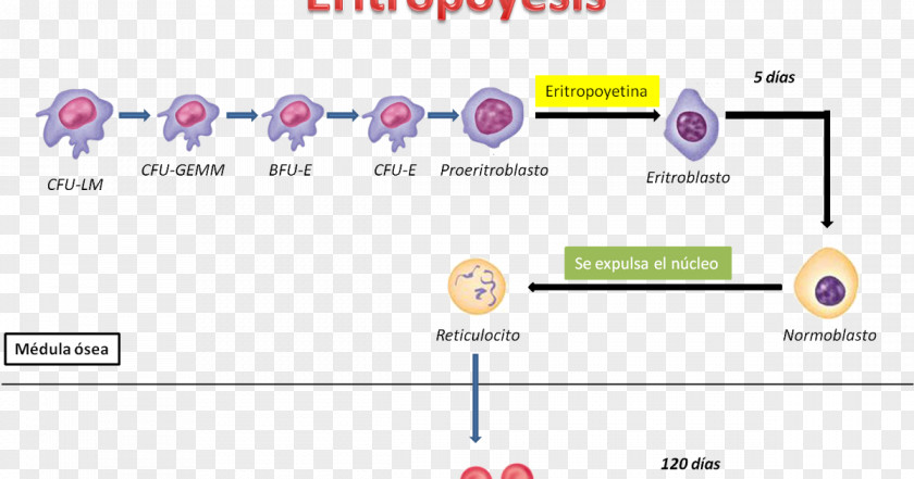 Blood Haematopoiesis Erythropoiesis Human Physiology Elementos Formes PNG