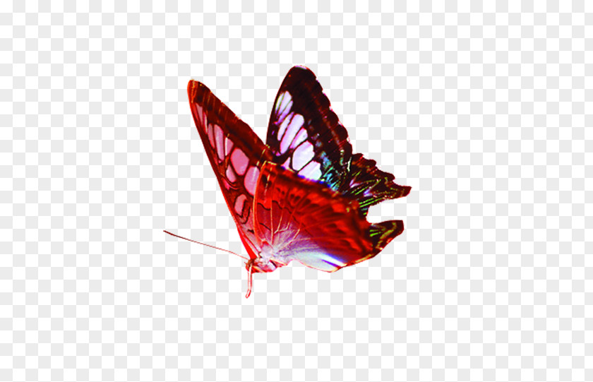 Butterfly Gratis Red PNG
