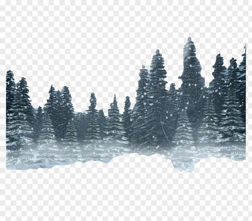 Forest Snow Winter PNG