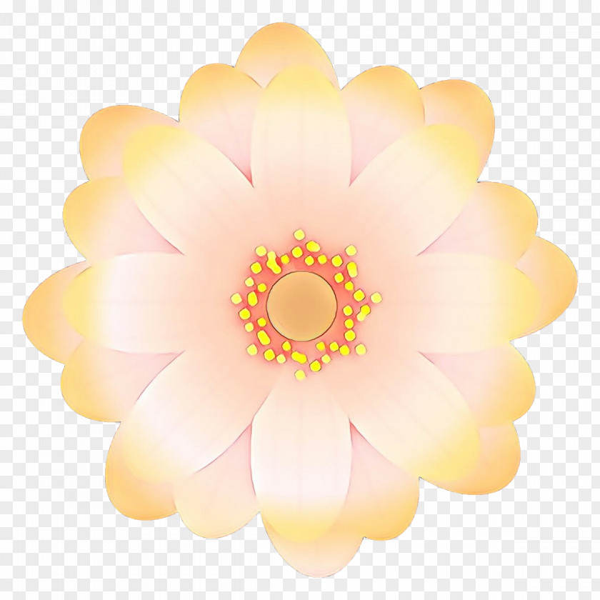 Petal Yellow Pink Flower Plant PNG