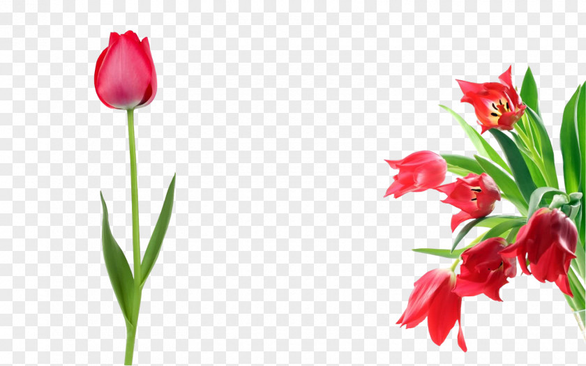 Tulip Photography Flower PNG