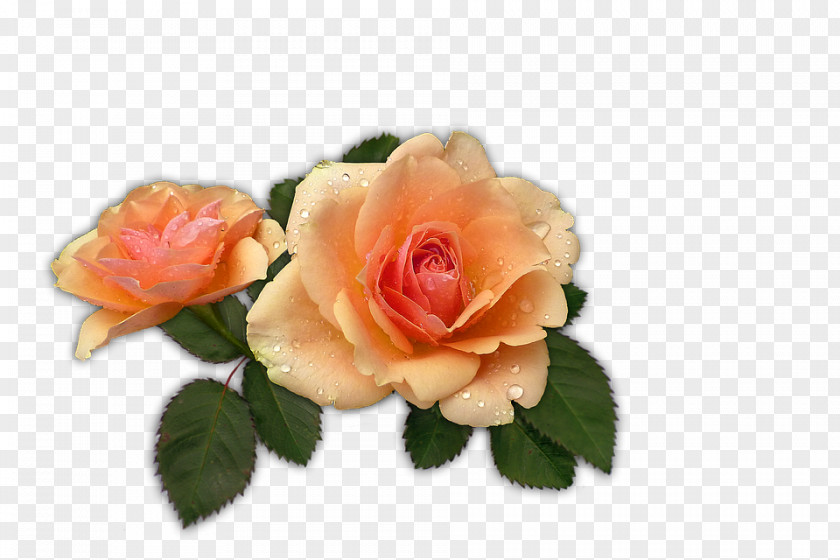 Apricot Flower Garden Roses Fruit Cabbage Rose Image PNG