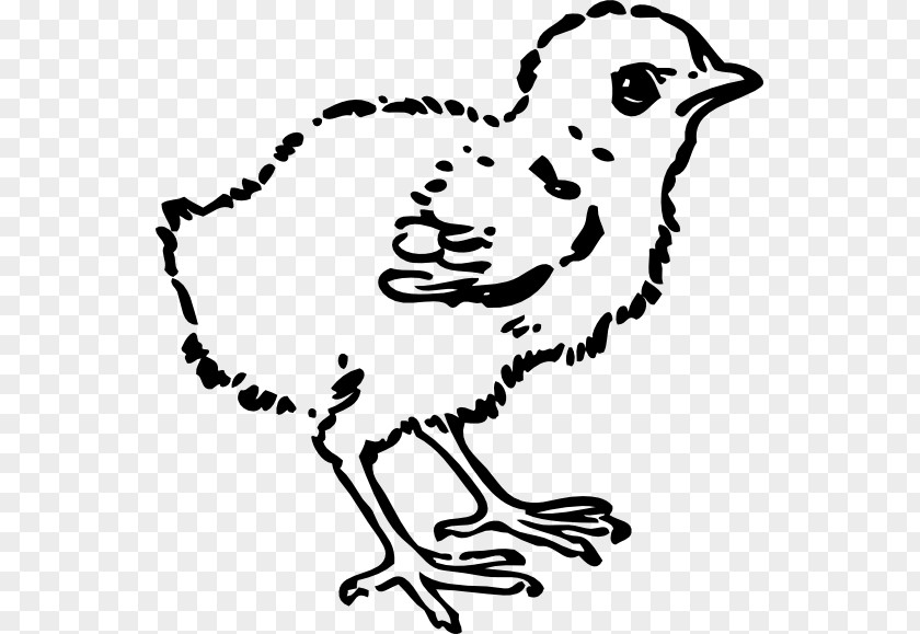 Baby Chick Tattoo Chicken Kifaranga Clip Art PNG