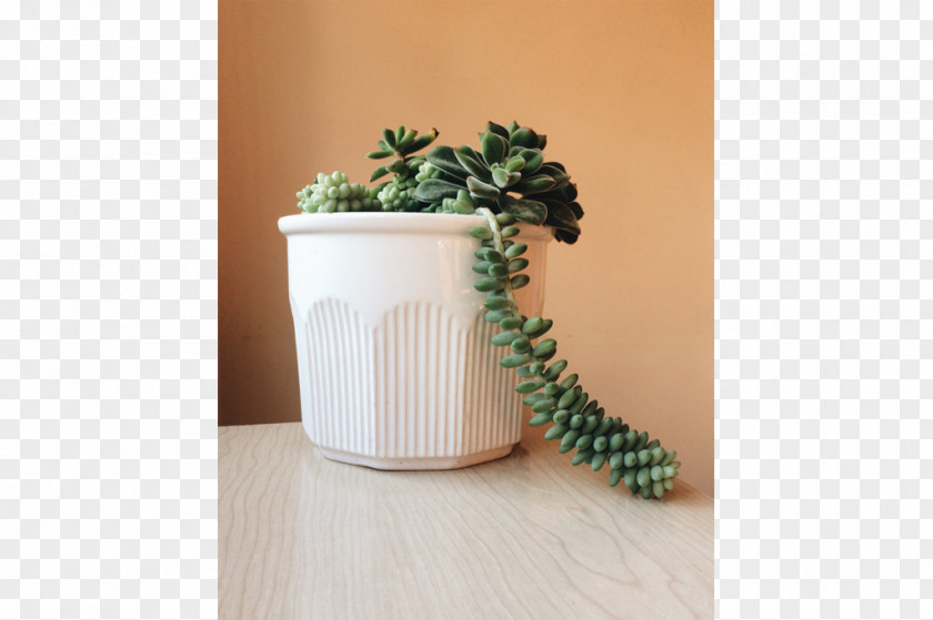 Design Ceramic Flowerpot Plant PNG