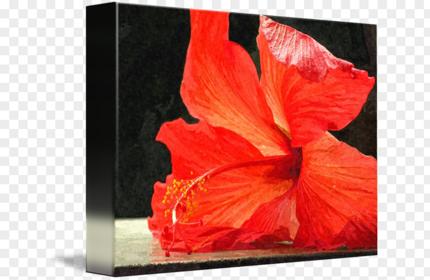 Hibiscus Painting Rosemallows PNG