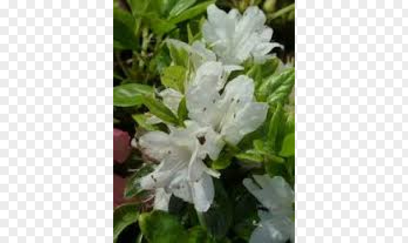 Lilac Azalea Subshrub PNG