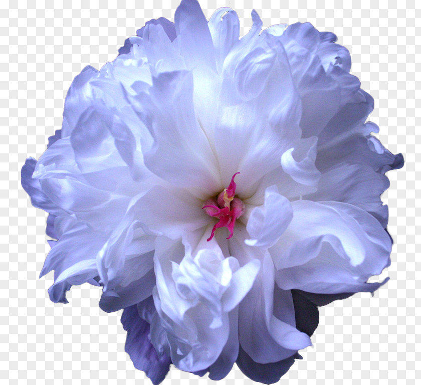 Peony Cut Flowers Blue Flower Bouquet PNG