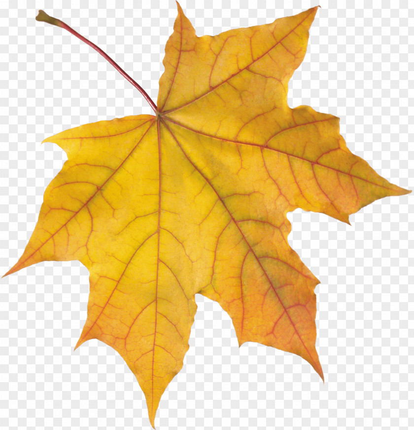 Autumn Leaf Color PNG