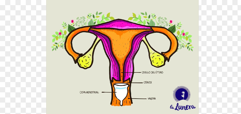 Be Free Copa Menstrual Cup Menstruation Cycle Tampon Uterus PNG