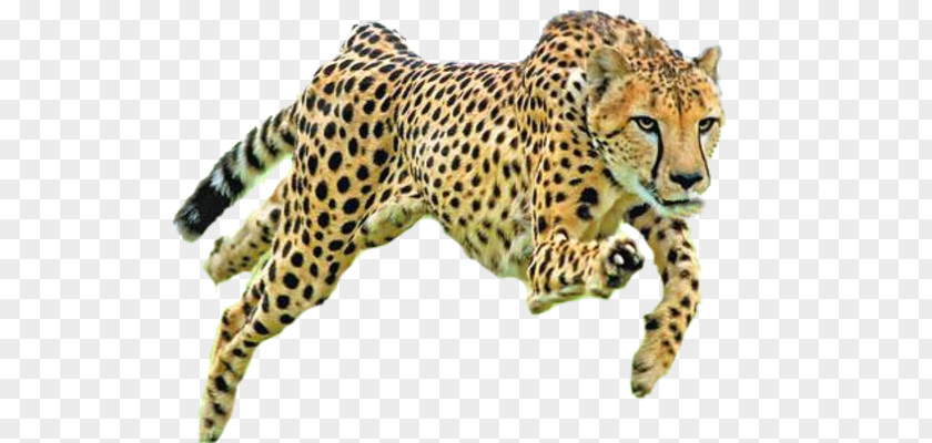 Cheetah Conservation Fund Felidae Cat Drawing PNG