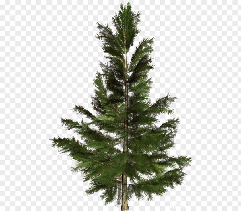 Conifer Tree Transparent Spruce-pine-fir Conifers PNG