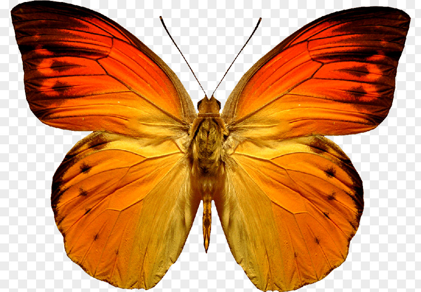 Butterfly Image Orange PNG