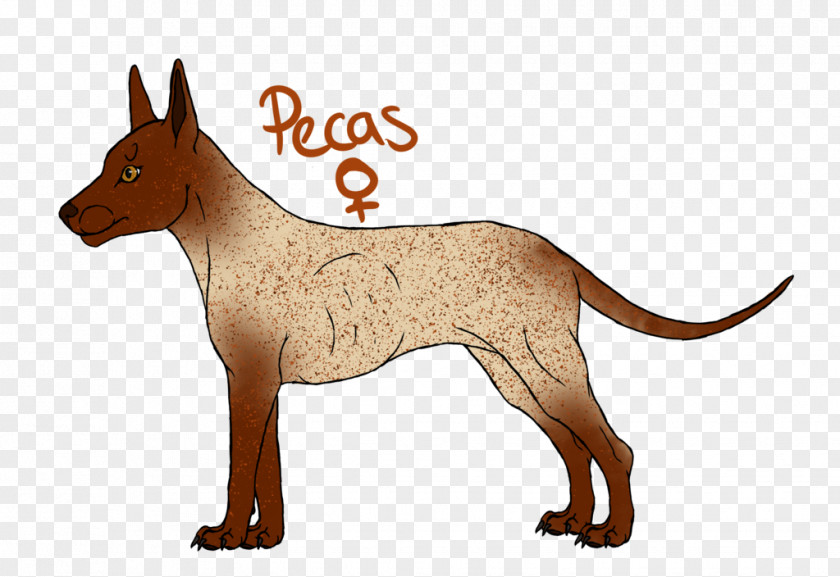 Dog Breed Wildlife PNG