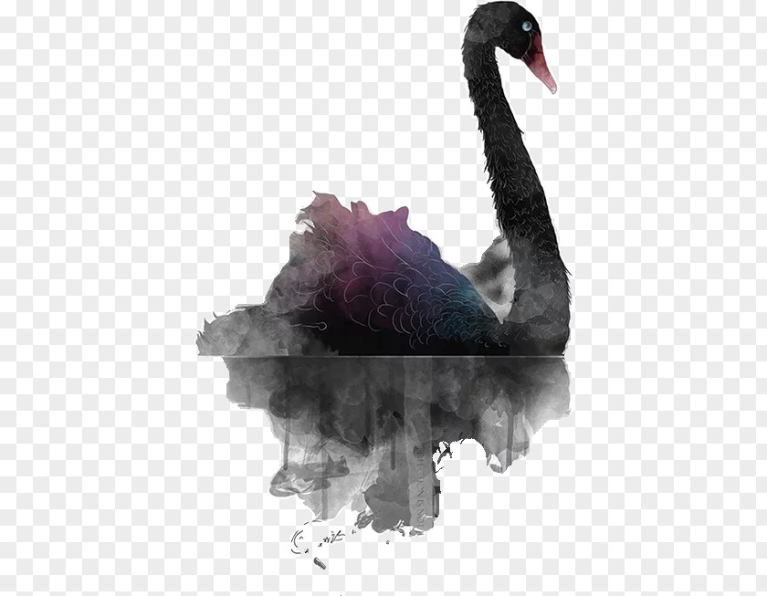 Painted Black Swan Illustration PNG