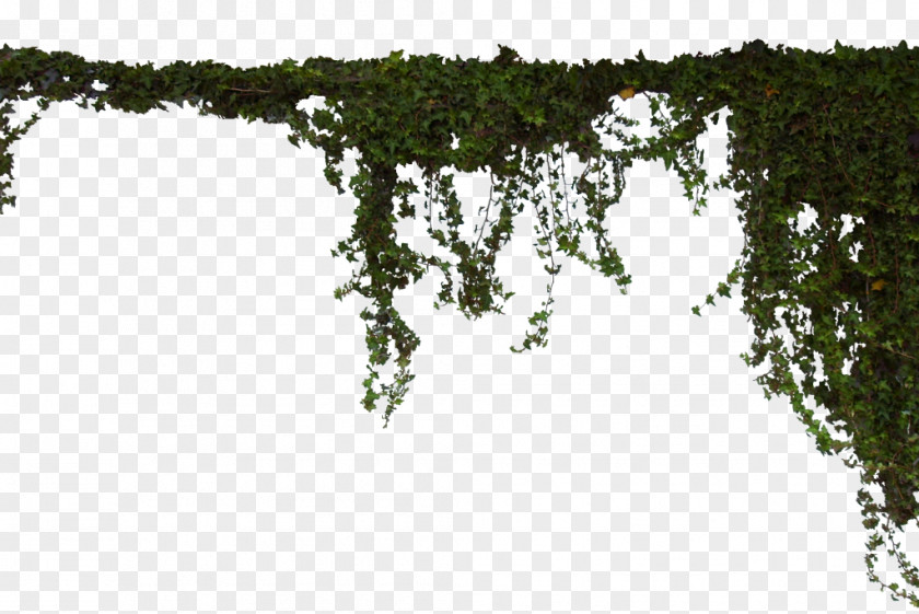 Tree Vine Image Clip Art Drawing PNG