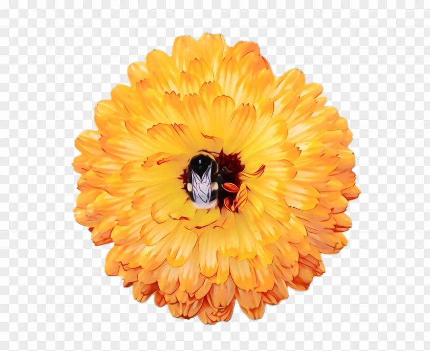 Cut Flowers Sunflower Background PNG