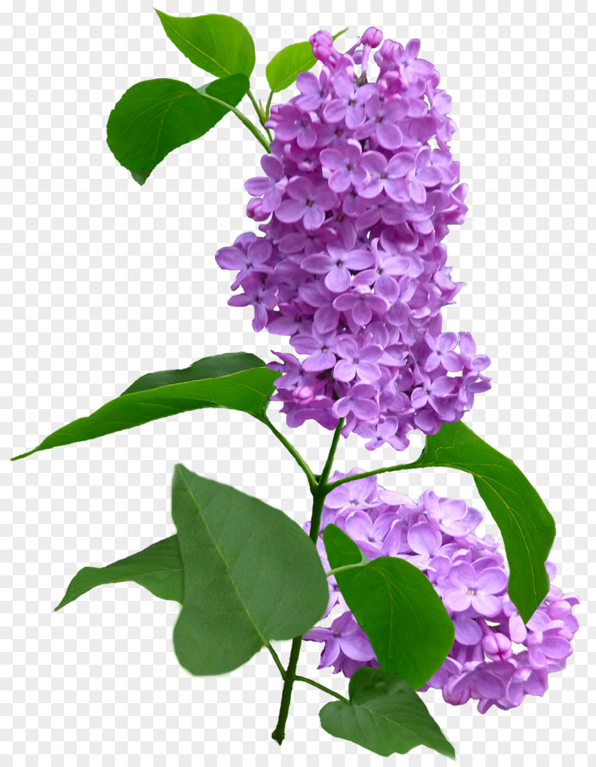 Lilac Violet Flower Purple Plant PNG