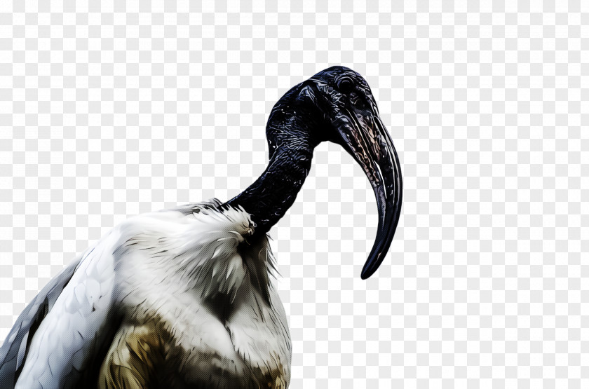 Pelecaniformes Wildlife Bird Beak Ibis Neck Crane-like PNG