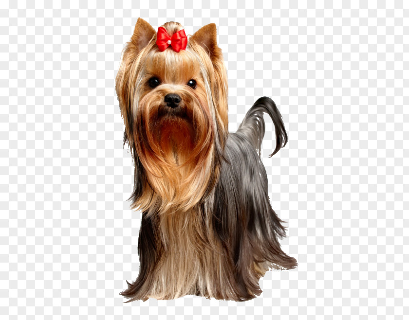 Puppy Yorkshire Terrier Dog Food Breed PNG