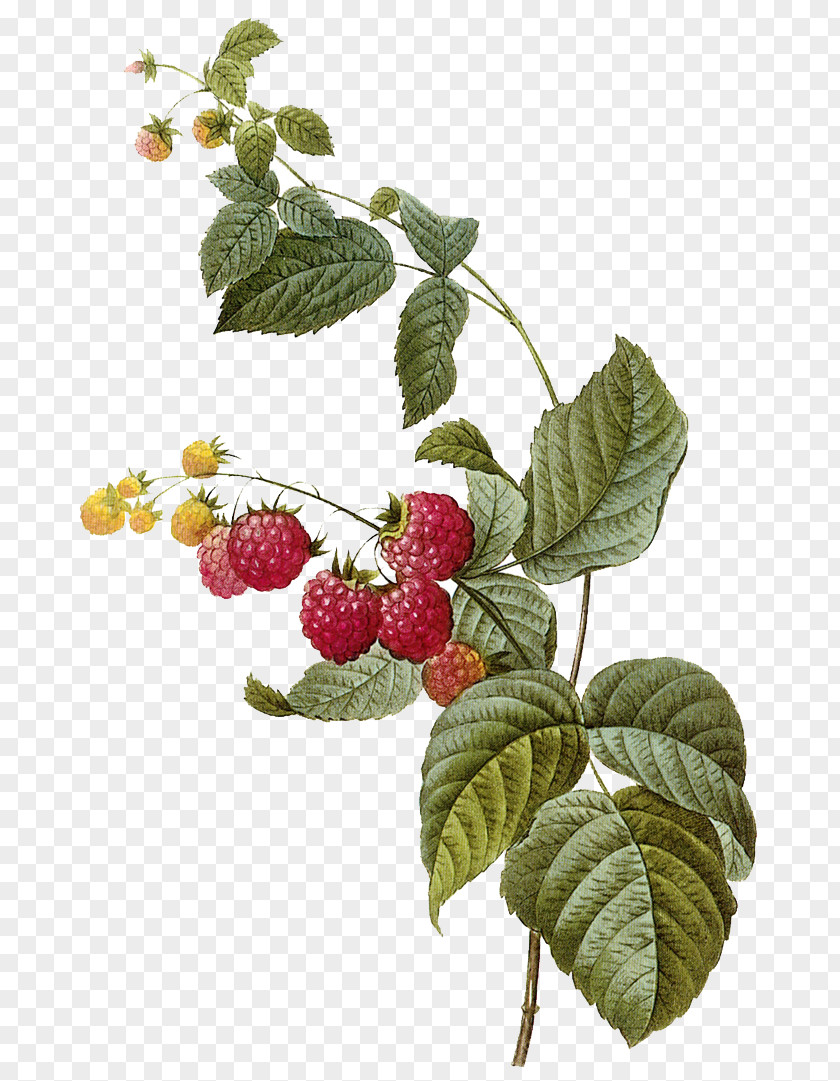 Raspberry Fruit Red Frutti Di Bosco Illustration PNG