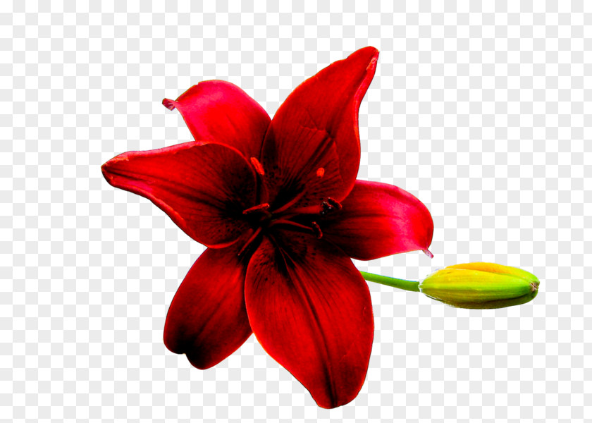 Red Petal Flower Plant Lily PNG
