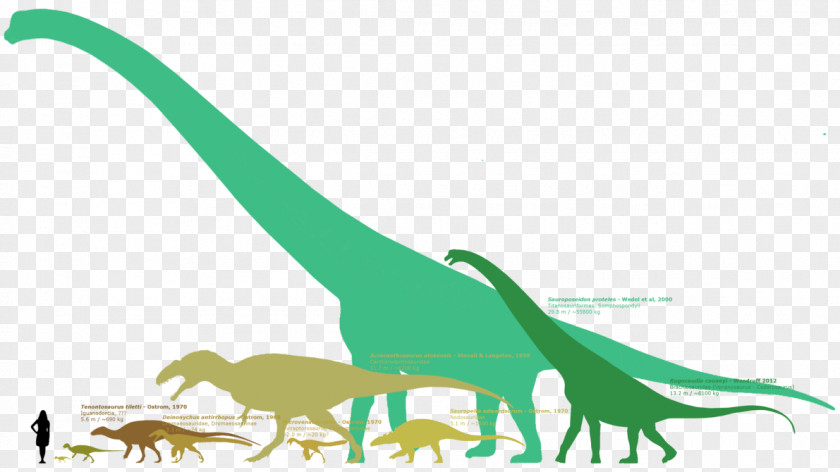 Sauroposeidon Cloverly Formation Argentinosaurus Tenontosaurus Supersaurus PNG