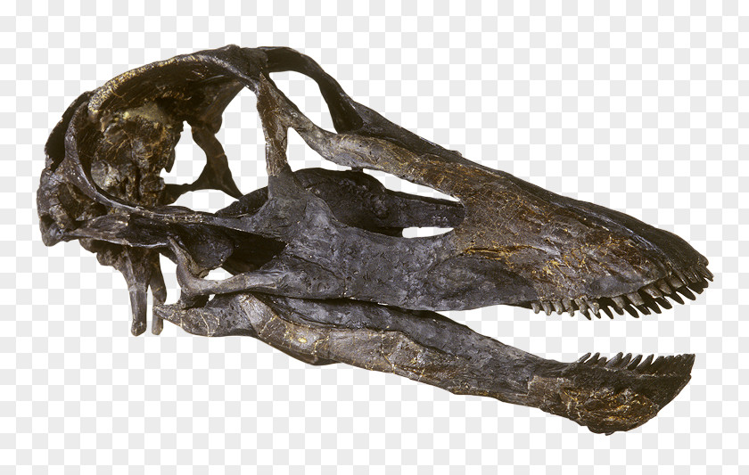 Skull Diplodocus Camarasaurus Kaatedocus Brontosaurus PNG