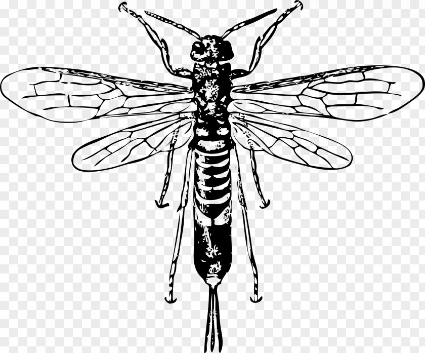 Wasp Hornet Bee Insect Horntail Clip Art PNG