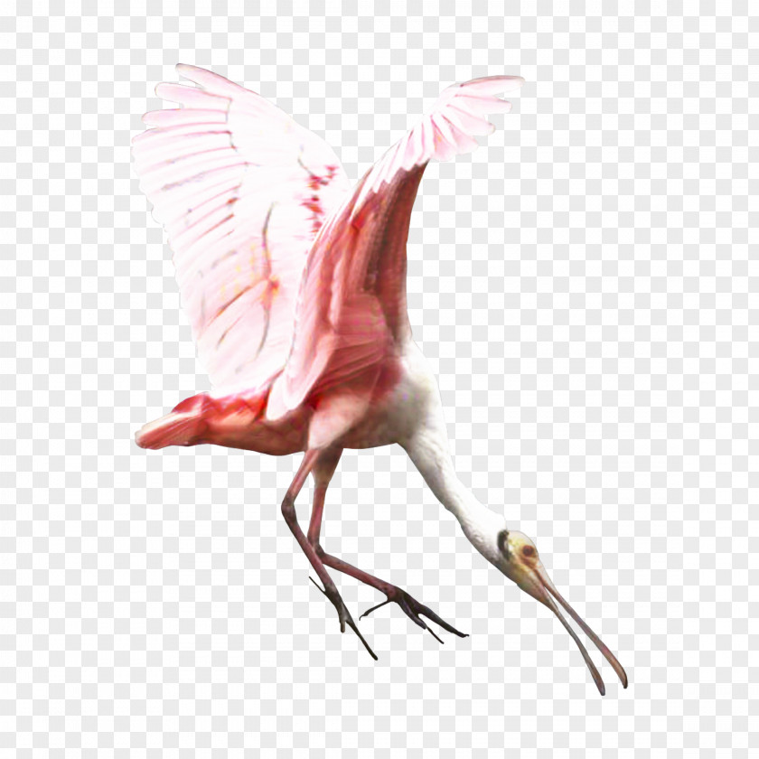 Bird Crane Beak Feather Ibis PNG