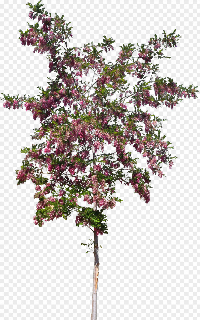 Bushes Shrub Twig Tree Plant Stem Flower PNG